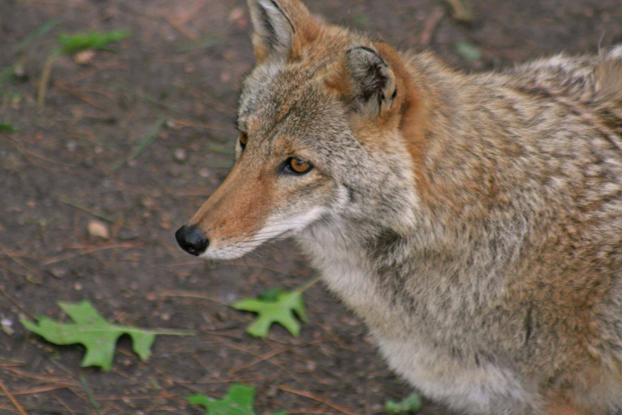 coyote