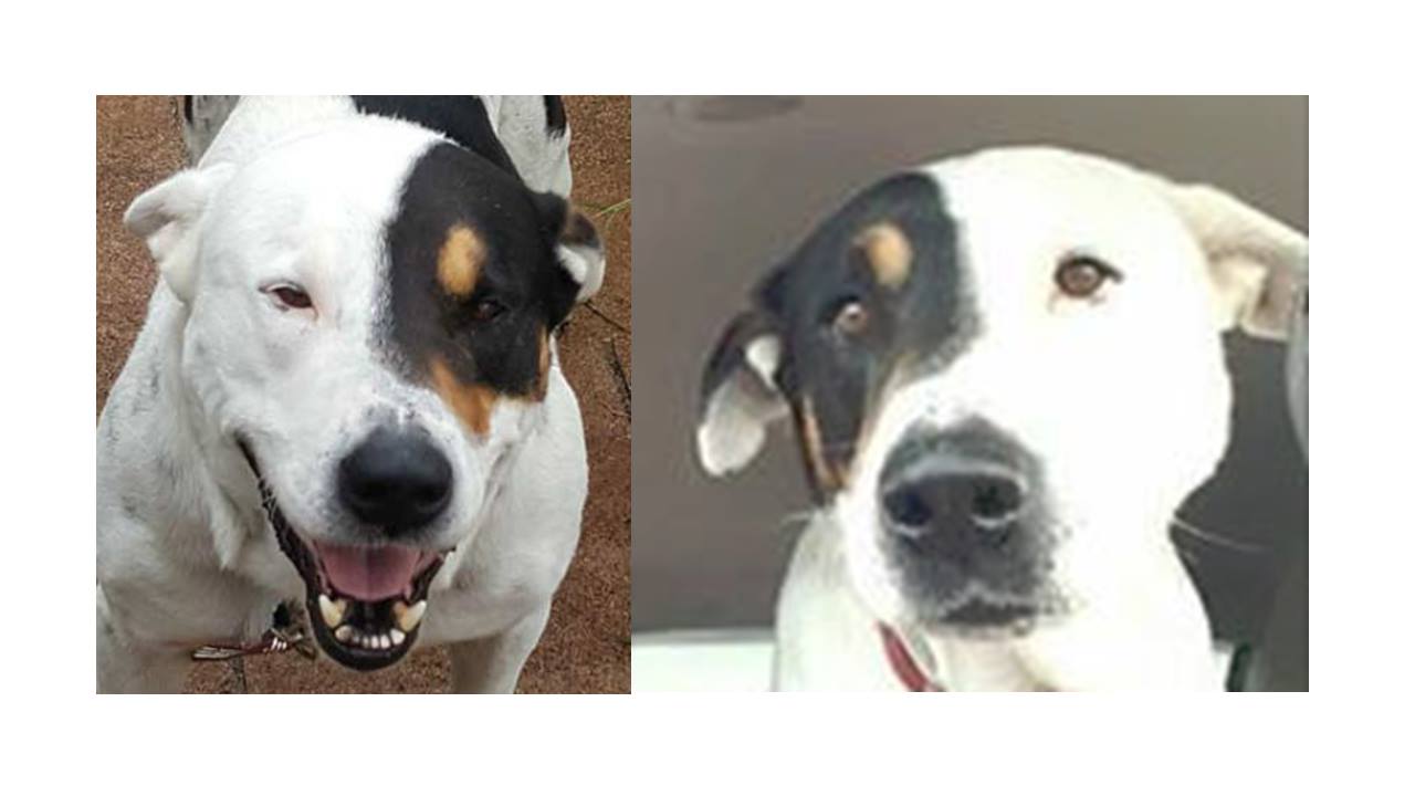 reversed photos of dog