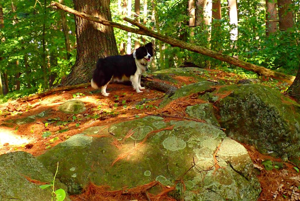 scared border collie lost in woods