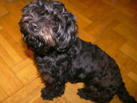 Very Few Dogs are Stolen. But if Yours is, Here are Some Suggestions