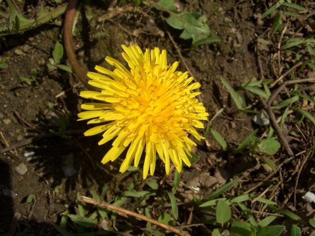 dandelion