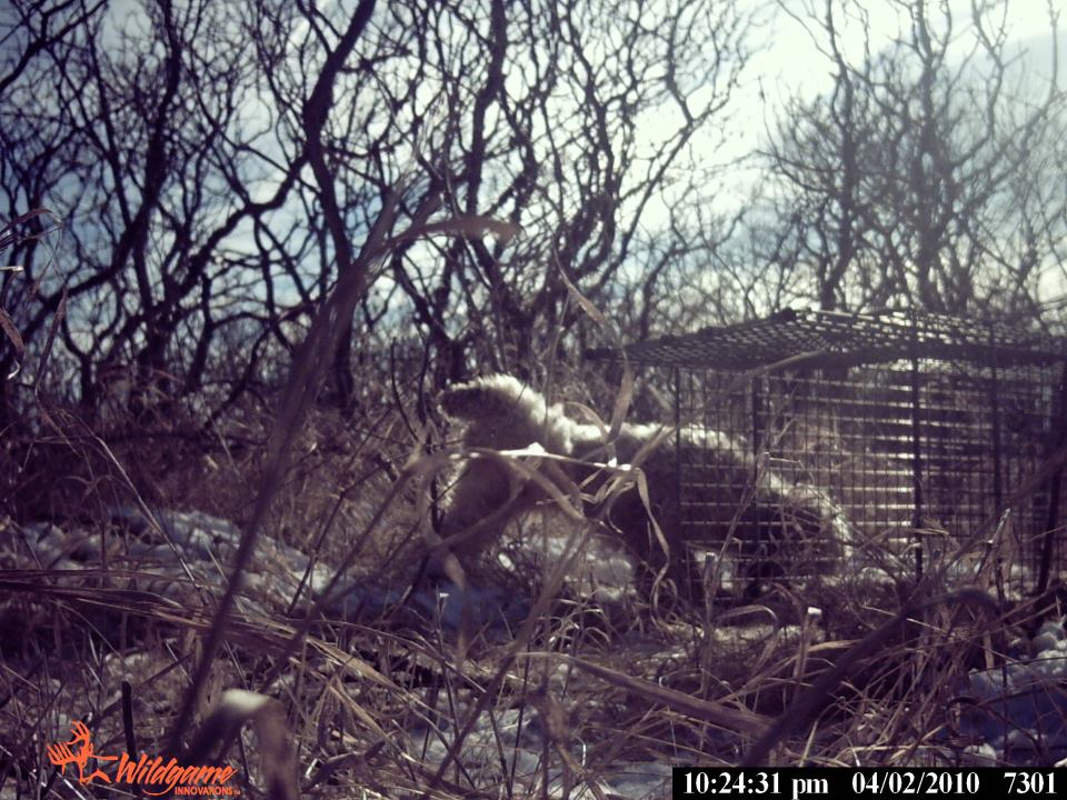 We can see that this dog, Shabby, is very comfortable with the trap. Time to move the food inside! When we can see her going in and out comfortably, THEN we will set the trap. Note that the date/time stamp on this camera is set wrong. Take the time to set it correctly before you begin. This is invaluable information.