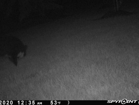 Check Your Trail Camera Photos Carefully!
