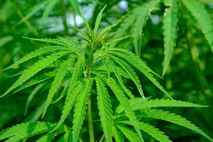 CBD - que dit l’arrêté du 30 décembre sur la récolte de fleur et de feuille de chanvre.web
