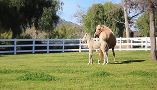 SCI Foal Photo_edited.jpg
