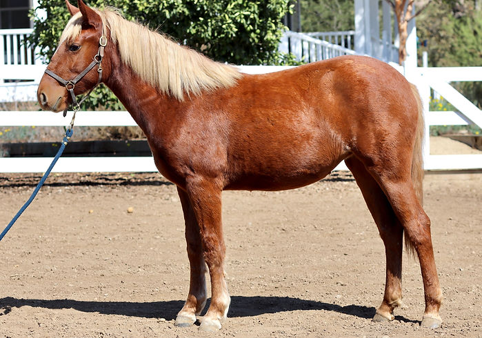 Clementina