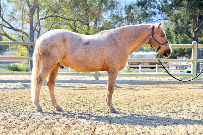 Cochise