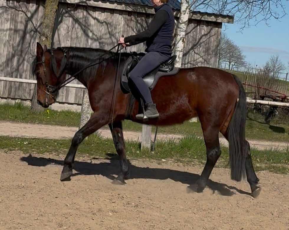 Sitzschulung (BKR=Biomechanisch Korrekt Reiten)