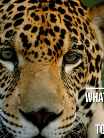 El Amazonas jaguar.jpeg