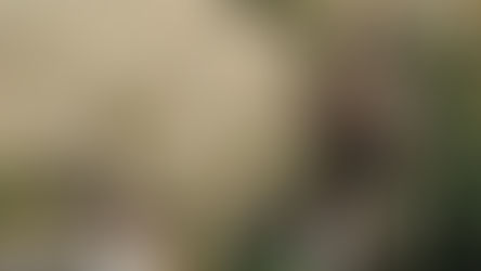 الجيش الجزائري يعلن مقتل أحد مسؤولي الدعاية بتنظيم القاعدة