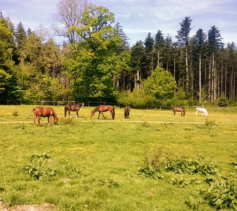 WP_20190519_001_edited.jpg