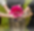 S'aimer, fleurs