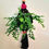 Thumbnail: Macrame plant pod hanger 