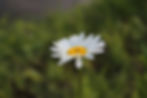 daisy, Manistee Nat'l Forest