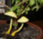 one year later, growing out of another houseplant