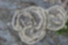 False Turkey Tails?