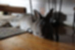 Robbun