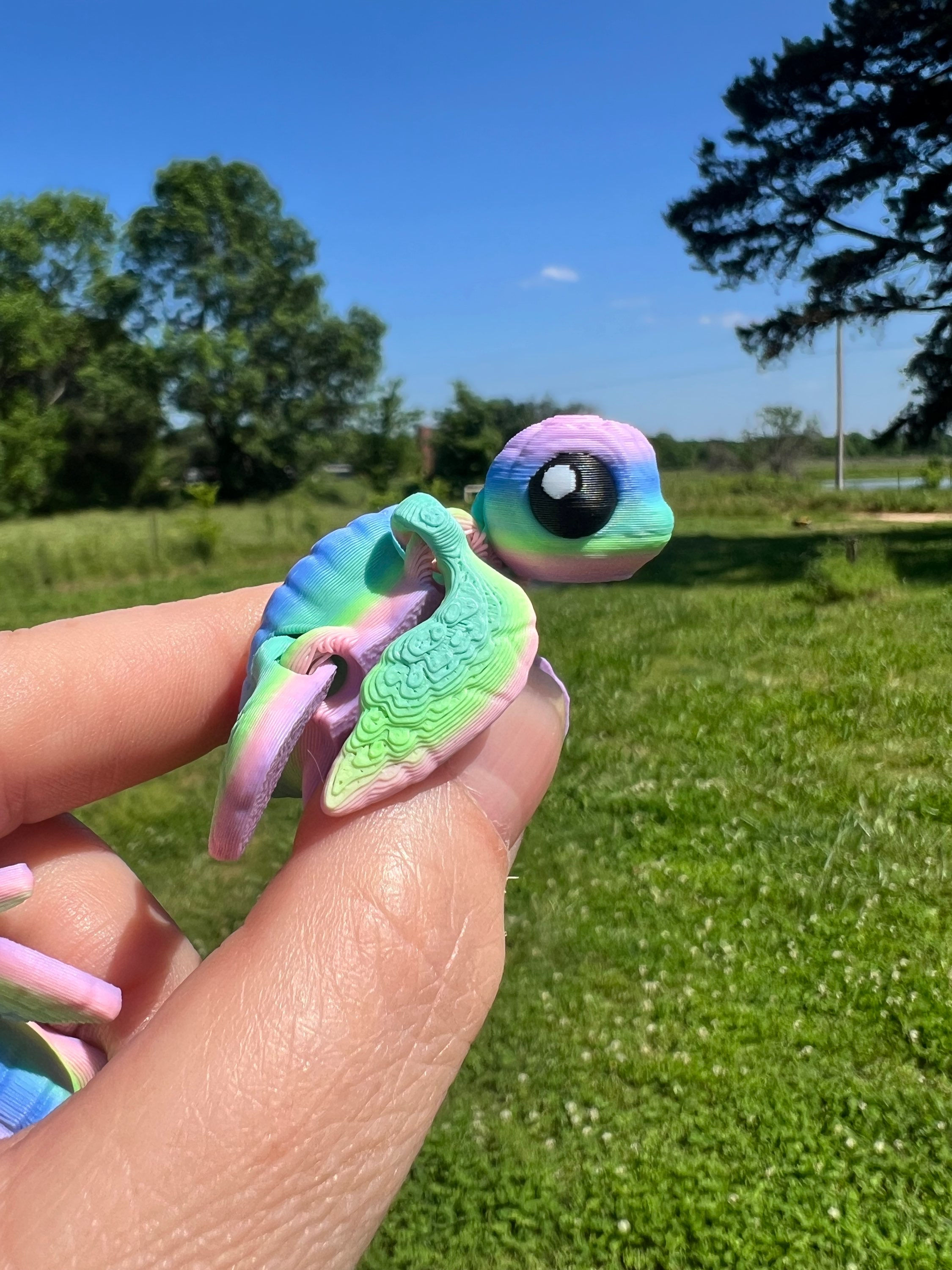 Baby Rainbow Sea Turtles