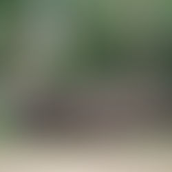 हाथियों ने भुइया  देवी मंदिर के जंगल  में  मचाया हंगामा 