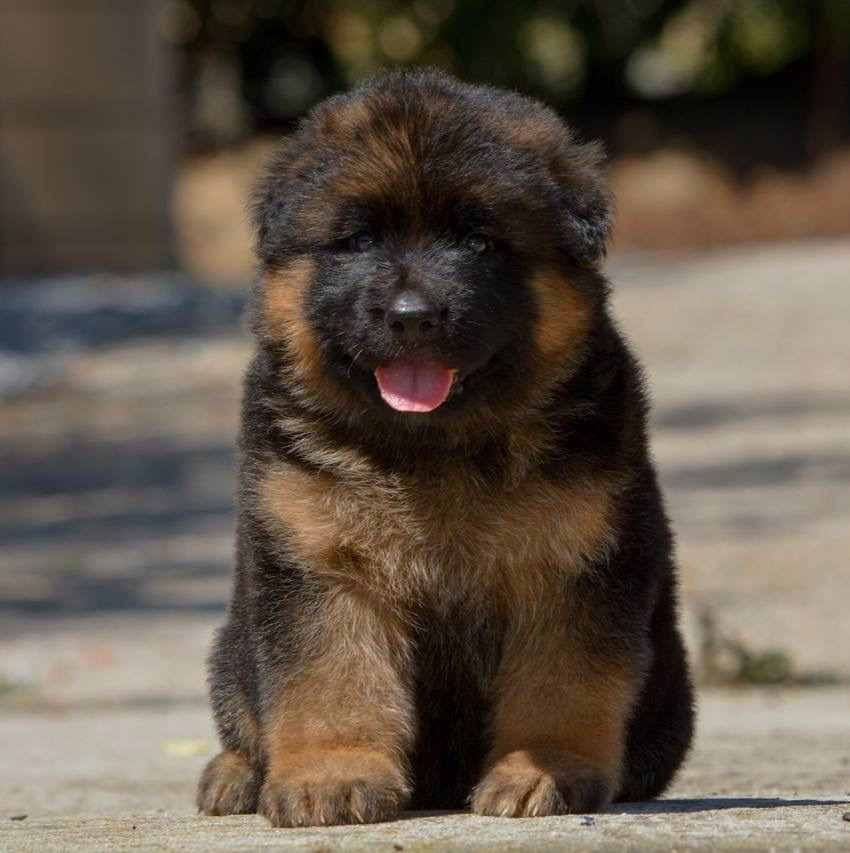 A German Shepherd puppy sitting on the ground