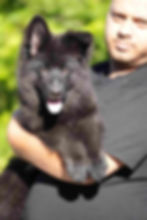 Black German Shepherd Puppy Dog