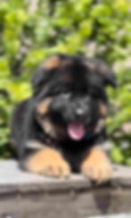 A fluffy GSD puppy with a black and tan coat is lying on a wooden surface. Its tongue is out, and it looks happy amid blurred greenery.