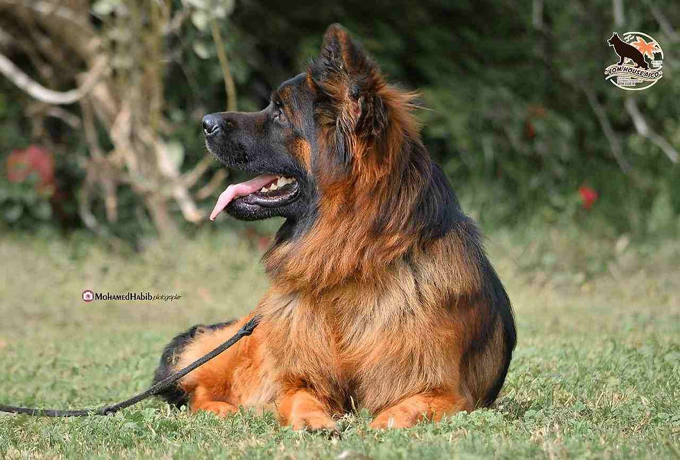 A black and red German Shepherd dog sitting gracefully on lush green grass