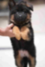 A small black and brown German Shepherd puppy is being gently held by a person.