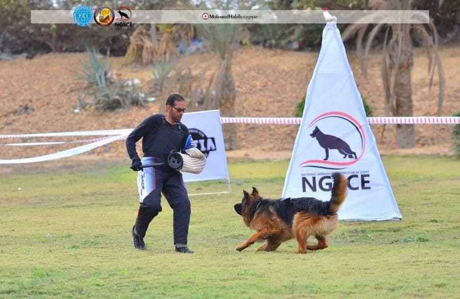 A man joyfully plays with a German Shepherd dog in a sunny
