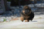 A black and red German Shepherd puppy joyfully running along a street