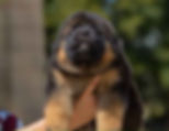 German Shepherd Puppy Black and Tan