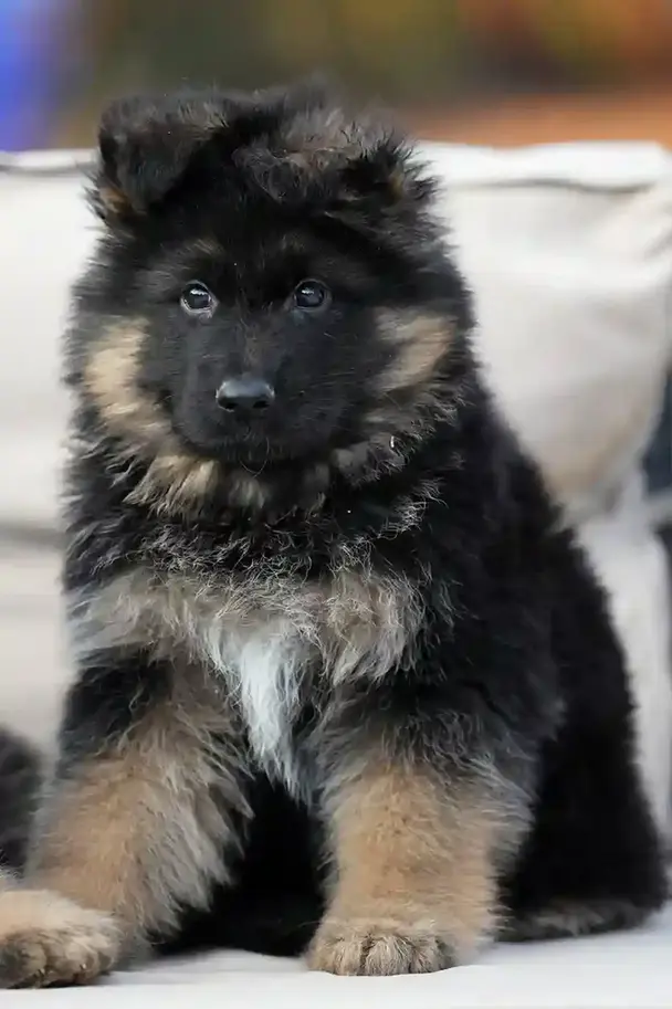 German Shepherd Puppy Black and Tan Color