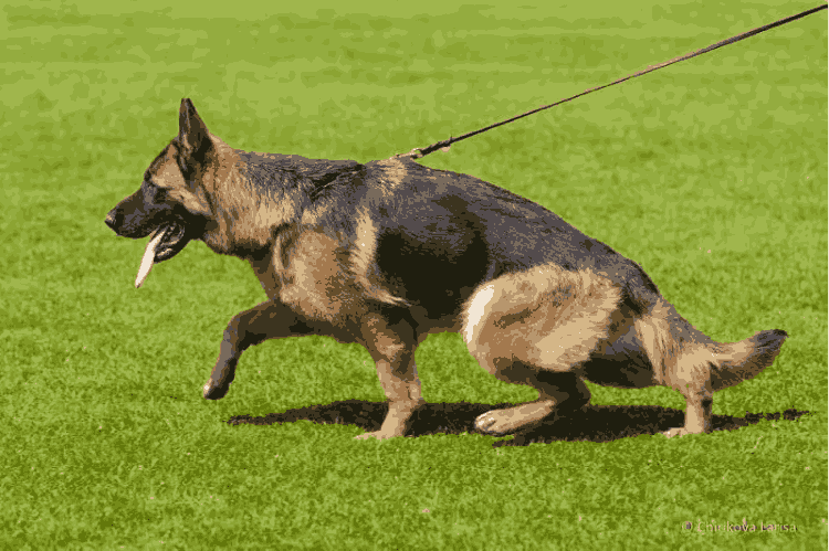 A German Shepherd dog energetically runs on a leash