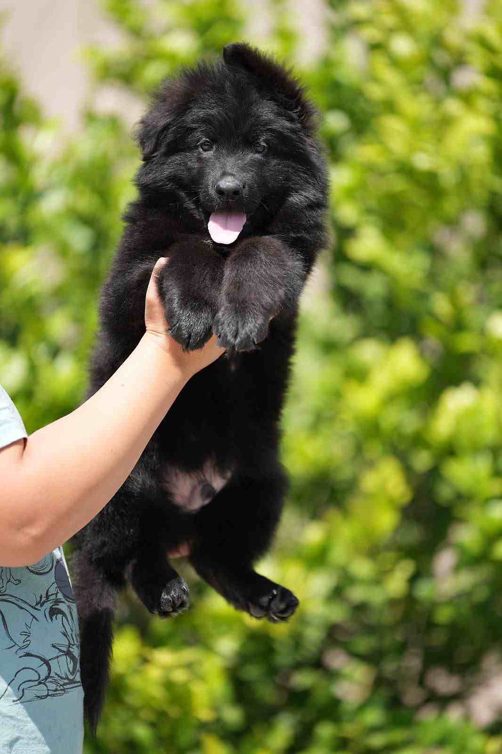 A black German Shepherd puppy is cradled in a person's arms
