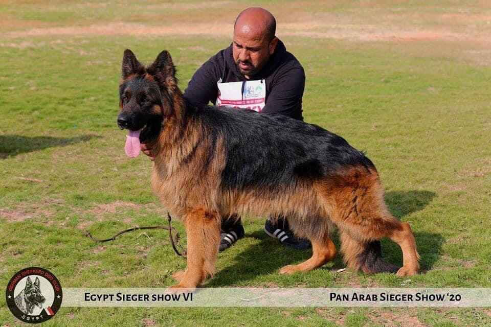 A man kneels beside a German Shepherd dog
