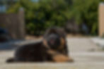 German Shepherd Puppy Black and Tan Color