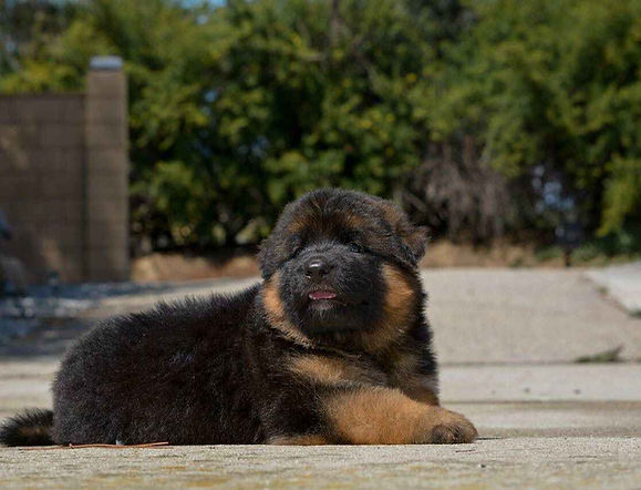 German Shepherd Puppy Dog Black and Tan Color