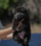 A fluffy black German Shepherd puppy is being held up by a person's hands outdoors. The pup has a thick coat, small ears, and closed eyes. The background is blurred, showcasing green foliage and blue sky.