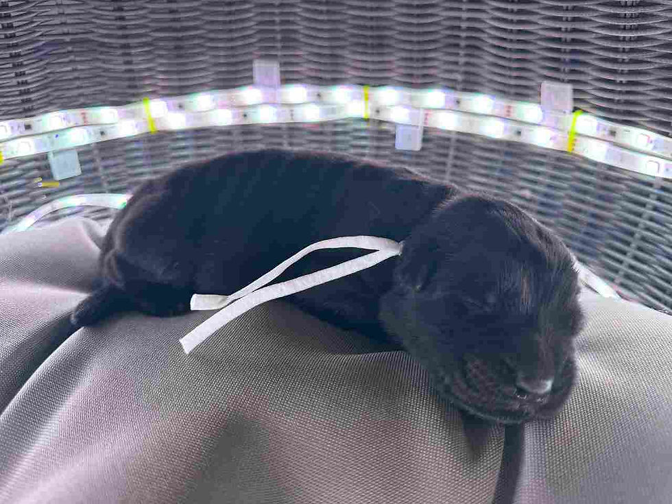 A black German Shepherd puppy peacefully sleeping on a cozy bed