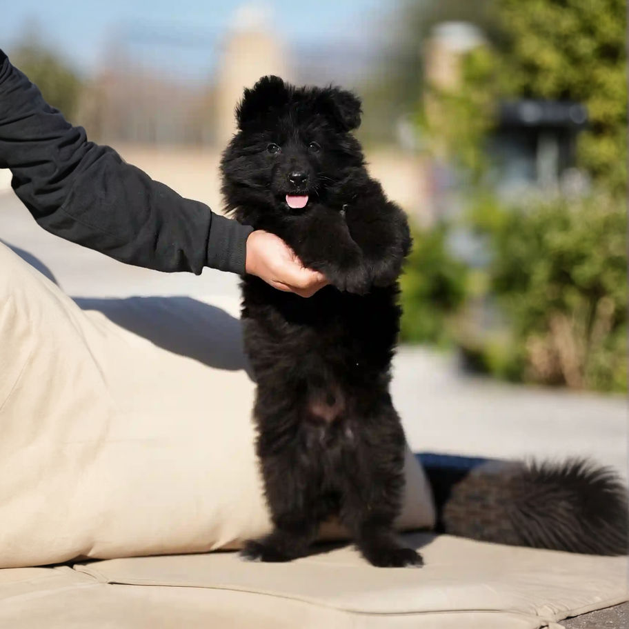 A black German Shepherd puppy sitting comfortably on a couch