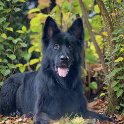 Fendi – Black Long Haired German Shepherd | Royal Tribes K9