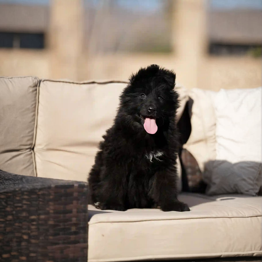 A black long-haired German Shepherd puppy sitting comfortably on a couch
