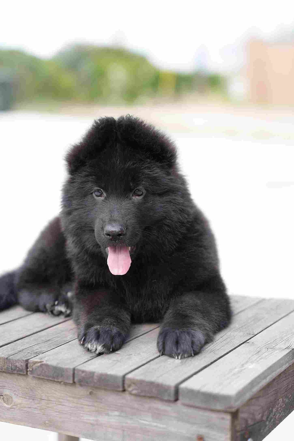 A black German Shepherd puppy resting peacefully on a wooden table