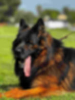 A GSD with a long, fluffy coat is lying on the grass, its mouth open and tongue out. The background features a blurred grassy field and trees.