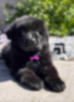 A black German Shepherd puppy with a pink collar lying on the ground
