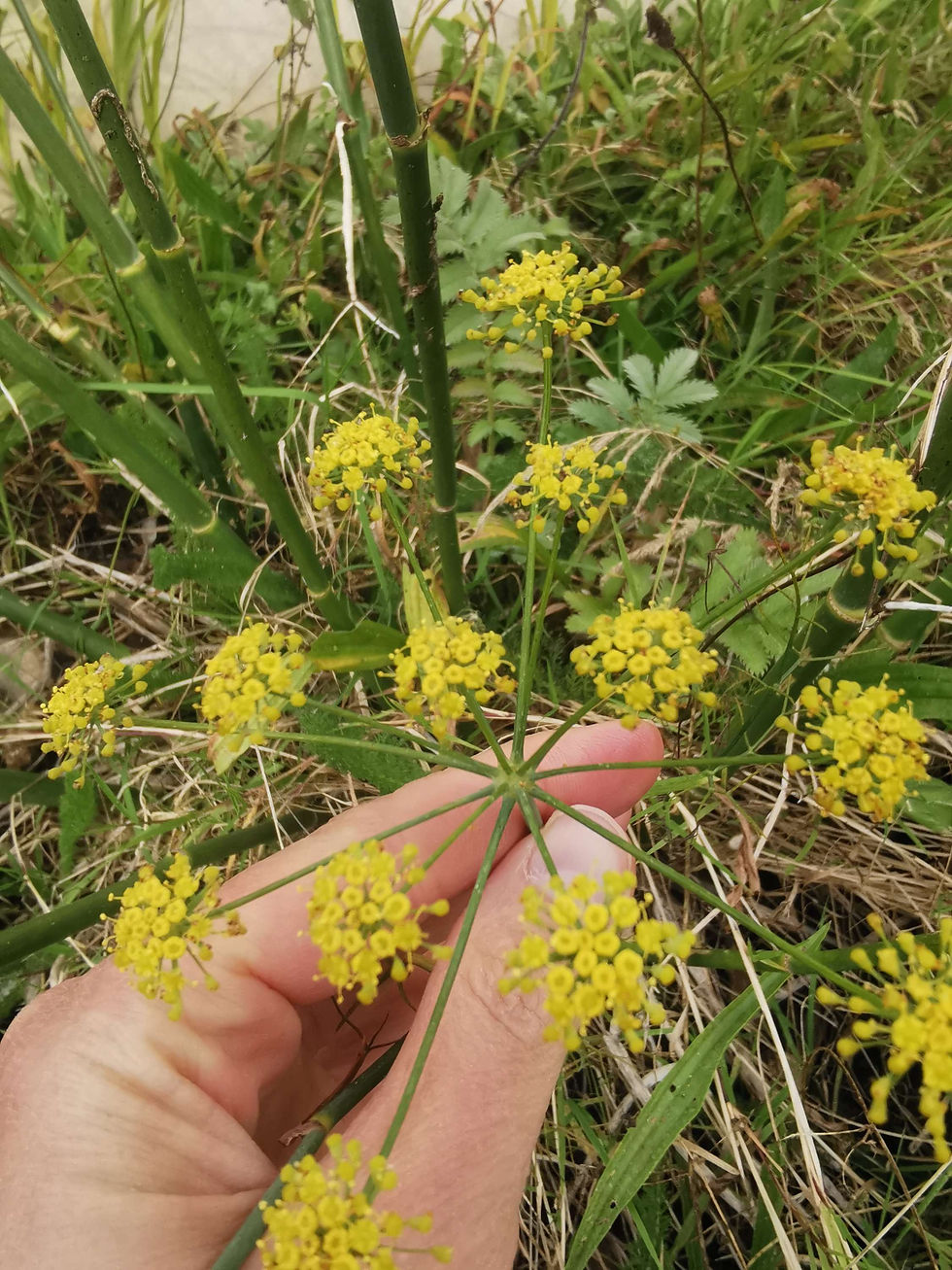 Sweet fennel flower