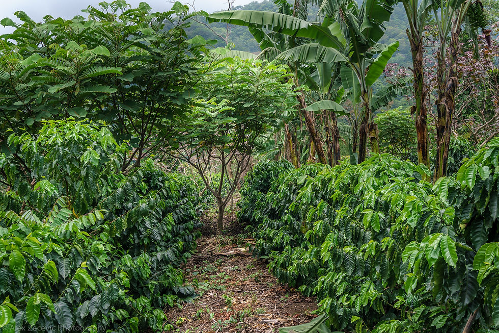Coffee Fields