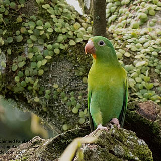 Writer: Los Tarrales