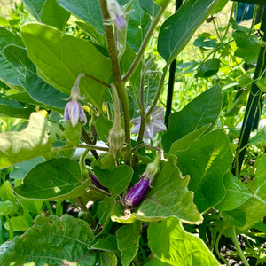 Eggplant from a flower, Eggplant flower