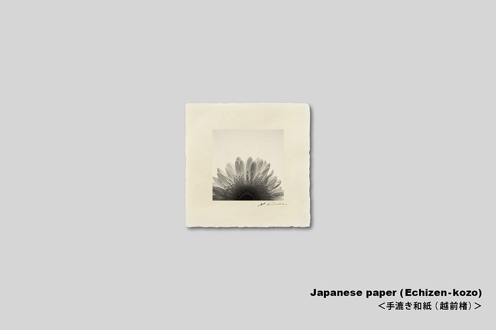 サムネイル： 写真,花,インテリア,ガーベラ,手漉き和紙,おしゃれ,プレゼント,モノクロ,インテリアフォト,アート,ギャラリー,IGREBOW,和モダン,和室,額入り,額装,写真販売